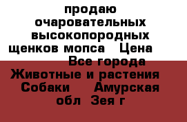 продаю очаровательных высокопородных щенков мопса › Цена ­ 20 000 - Все города Животные и растения » Собаки   . Амурская обл.,Зея г.